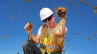 Not One... Not Two... But THREE Bee Hives Took Over a Construction Site!
