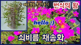 던져 놓아도 살 정도로 번식력 최고👍ㅣ쇠비름채송화ㅣ포체리카ㅣ페트병화분ㅣ#DIYㅣ #신쌤의다다육선(多肉植物, succulent, たにくしょくぶつ)