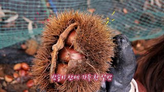 공주 정안 가을밤농원 공주알밤 줍기