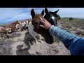 GoPro: Wild Mustangs - A Legacy in 4K