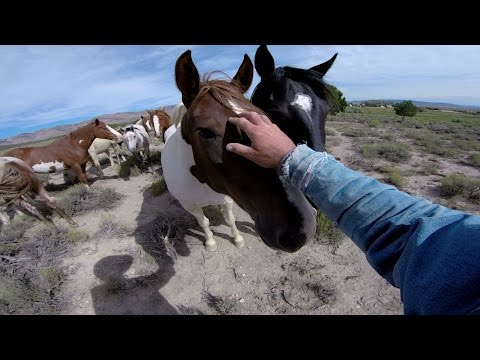 GoPro: Wild Mustangs - A Legacy in 4K GoPro: Wild Mustangs - A Legacy in 4K