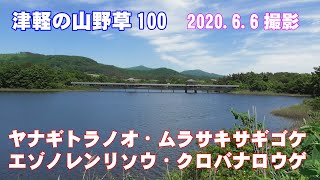 津軽の山野草100(ﾔﾅｷﾞﾄﾗﾉｵ・ﾑﾗｻｷｻｷﾞｺﾞｹ・ｴｿﾞﾉﾚﾝﾘｿｳ・ｸﾛﾊﾞﾅﾛｳｹﾞ)