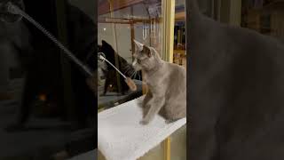 ダイソー100円オモチャを窓にくっつけたけど…気に入らない😸 #cat #猫動画