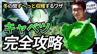 【プロ農家直伝】甘いキャベツを10月から3月まで収穫！初心者でも安心キャベツ栽培完全ガイド