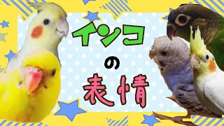 インコたちの表情、ドアップ顔☆☆オカメインコ セキセイインコ ウロコインコ Budgerigar  Cockatie Green-cheeked parakeet