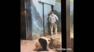 #Giantpanda #XiaoQiJi Treats with #Keeper