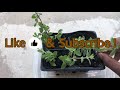 sweet marjoram maruvam growing tips u0026 transplanting