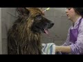 First groom in 10 years! Most INCREDIBLE transformation EVER!  King Shepherd