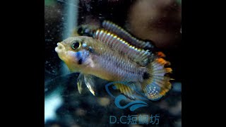 11/23【DC短鯛坊】WF1熊貓短鯛 No.E3【DwarfCichlid】