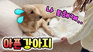 강아지가 아파요! 피도 뽑고 주사도 맞고 약까지 먹어야 한다니.. 로제에게 무슨일이? 동물병원 다녀온 골든리트리버 (GoldenRetriever VLOG) │헬로음이유니