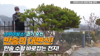 나무이발소! 경기 포천 / 반송의 대변신.. 반송 수형 바로잡는 전지!