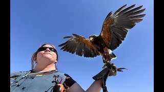 Bird of Prey Keep Pigeons at Bay