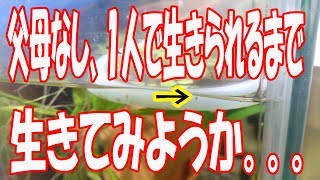 ベタ　第２章　＃12　数匹の針子が。。。