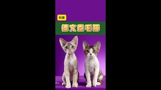 发张照片看看你们都养的是什么猫？#德文卷毛猫 #品种猫介绍 #品种猫 #卷毛猫 #德文猫