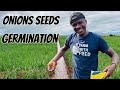 Onions Farming: The key thing needed to get 💯 Onions germination (Epd 6)