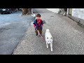 日本一やさしく子供の散歩が出来る犬