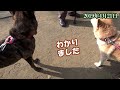 甲斐犬と柴犬が大量の煮干しを持ち歩く謎のお婆さんに遭遇＝！