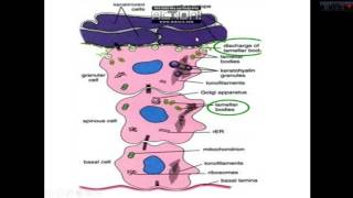 EPIDERMIS CHAPTER 4