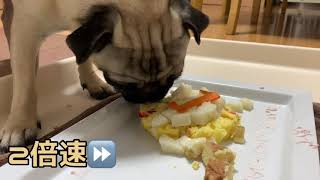 【pug】パグ犬　茶漬日記67 2021.06.30（誕生日おめでとう）