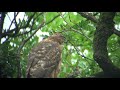 野鳥撮影・ 野鳥動画・オオタカの幼鳥と鳴き声・4k