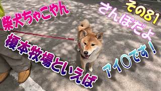 柴犬ちゃこやん８１ 榎本牧場と言えばアイスです！　#柴犬 #犬と行ける公園 #shibainu