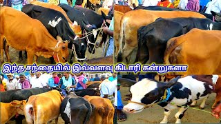 செவலை கிடாரி கன்றுகள்  வேண்டுமா விலை குறைவுதான்/welcome to thirumbi Paar திரும்பி பார்