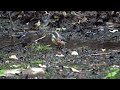 山中湖 大洞の泉のヤマガラ（幼鳥）の水浴び　その６（4k60p動画）