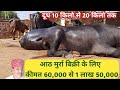 Top - Murrah Buffaloes. PRICE ,60,000 से 150,000/ Milk Record,10 to 20 Liter Haryana.
