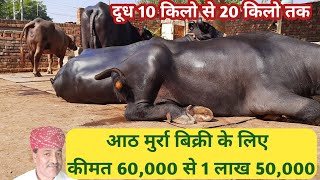 Top - Murrah Buffaloes. PRICE ,60,000 से 150,000/ Milk Record,10 to 20 Liter Haryana.