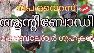 Nipah virus antibodies found in bats from Mahabaleshwar. Explained in Malayalam