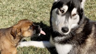 Moon Meets My Baby Rescue Puppies the First Time!
