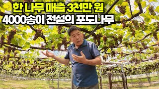 🌲한 나무 매출 💰3천만원 4000송이 전설의 🍇포도나무[🦸‍♂️식물방위대👨‍🌾]