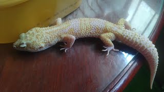 Unboxing new Leopard gecko ( Tremper Albino Eclipse (Ruby Eye)