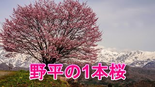 長野県白馬村野平の１本桜を見てきました。雪のアルプスを背に、凛とした１本桜は大変美しかった。