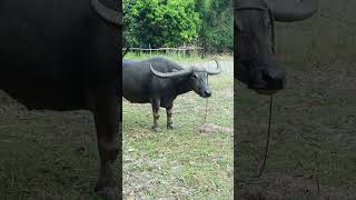 Philippine Carabao