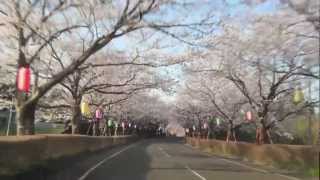 満開の長い桜並木道(1)　宮崎県都城市高城町石山観音池公園