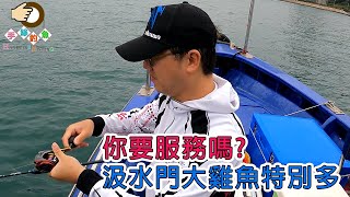 Catching Chicken Grunt at Kap Shui Mun Bridge | Hong Kong Fishing | #Shorts