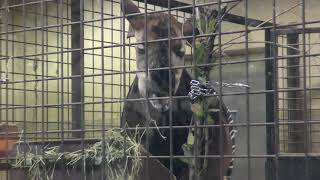 オカピの反芻 (上野動物園) 2017年10月29日