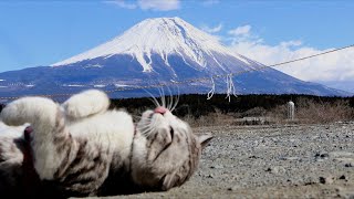 旅猫ニャン吉の早朝パトロールLive 2022.3.5