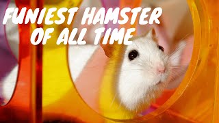 Funny Hamster Fails 2019 | Hamster Wheel Fail On Exercise Wheel