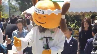 中嶋神社　菓子まつり本祭とたちばな君 2016 04 17