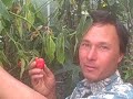 harvesting tropical fruits from the back yard garden in northern california