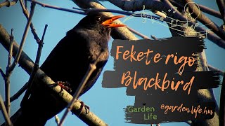 Fekete rigó dala // Song of the Blackbird (Március // March '20)