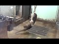 福岡市動物園：コツメカワウソ「げんた」のダイナミックトルネード