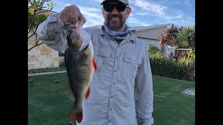 Hobie Revolution Kayak Fishing - Huge Redfin at Wellington Dam WA