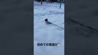 初めての雪に大はしゃぎのパピヨン#shorts #犬