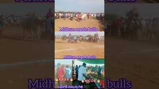 #M C O R bulls#K R B R bulls#bulls triending video#youtube short video#midhun ongole bulls