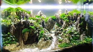 #33 Aquascape tema bukit model 2