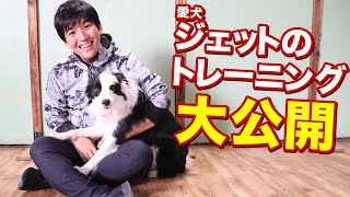 愛犬ジェットのトレーニング大公開！ボーダーコリー