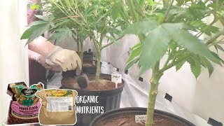 GROWING CANNABIS WITH ORGANIC DRY AMENDMENTS - TOP DRESSING